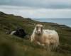 Shot of sheep grazing in the mountains