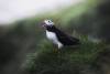 Closeup of a puffin with fish in its beak