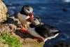 Puffin,On,The,Rocks,At,Latrabjarg,Iceland,On,A,Sunny